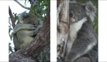 Koala / Perth