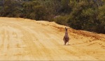 Highway patrol / Kalbarri Nationalpark, WA