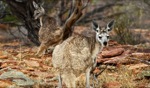 Locals I / Kalbarri Nationalpark, WA