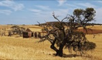 Dry country / Coronation Beach, Geraldton, WA