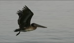 Peter Pelican / Tortola, BVI