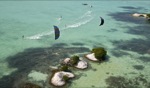 Conch Shell & Mangroves / Anegada, BVI