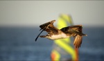 Pelican / Punta San Carlos, Baja