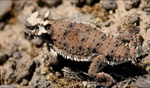 Thorny devil / Mesa, Baja California