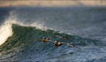 Pelicans / Punta San Carlos, Baja