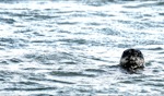 Friendly face / Seal, Punta San Carlos