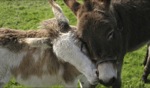 Friends I / Kerry, Irland