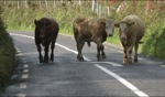 Traffic / Ring of Kerry, Irland