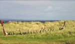 Stranded / Shipwreck, Brandon Bay, Irland