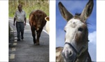 Traffic / Ring of Kerry