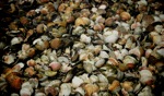 Shells / Le Vievier sur Mer