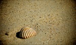 Shell / Beach, Bretagne