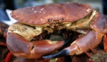 Crab / Cancale
