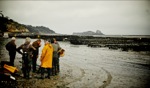 Harvesting Oysters / Cancale