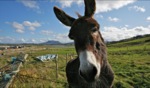 Friendly local / Magheroarty, Ireland