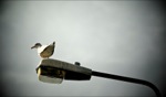 Sea gull / Magheroarty, Ireland