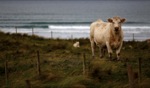 Local / Dooey Beach, Donegal