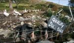 Duck Eggs / Horn Head, Ireland