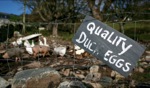 Duck Eggs / Horn Head, Ireland