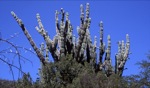 Desert / Little Karoo, South Africa