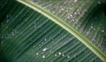 Raindrops / Mauritius