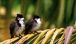 Locals / Mauritius