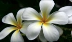 Frangipani / Mauritius