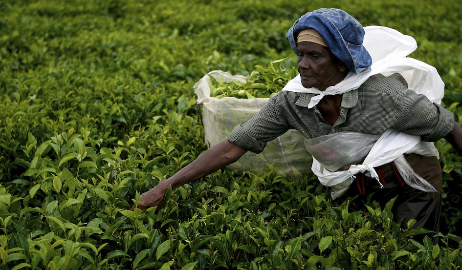 Picking Tea / Curepipe, Mauritius