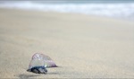 Portugiesische Gallere / Turtle Bay, Boa Vista, Kapverden