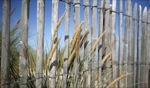 Beach / Wissant, Frankreich