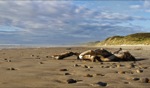 Driftwood / Ocean Beach, Tasmania