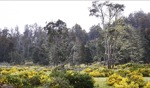 Trees / Tasmania