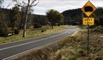 Wombat crossing / Cradle Mountain, Tasmania