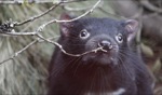 Tasmanian Devil / Devils Cradle, Cradle Mountain