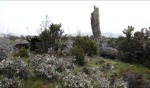 National Park / Cradle Mountain, Tasmania