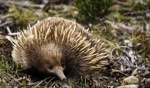 I can smell something... / Echidna, somewhere, Tasmania