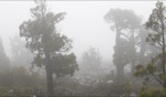 Ancient Trees / Central Plateu, Tasmania