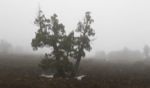 Rainy Highlands / Central Plateu, Tasmania