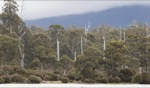 Forest / Lake St Clair, Tasmania