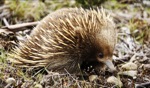 Bad hair day... / Echidna, somewhere, Tasmania