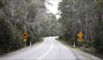 Long winding road.. / Lake St Clair, Tasmania