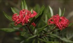 Waratah / Tasmania