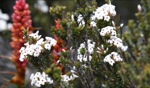 Flowers / Mount Field, Tasmania