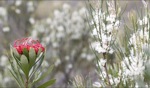 Waratah / Mount Field, Tasmania