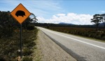 Echidna Crossing / Somewhere, Tasmania