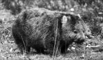 Wombat / Cradle Mountain, Tasmania
