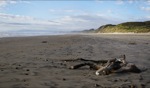 Driftwood II / Straham, Tasmania