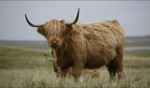 Local I / Tiree, Schottland