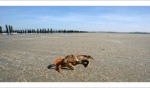 Crab / Wissant, Pas de Calais