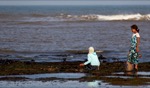 Harvesting seaweed / Moulay